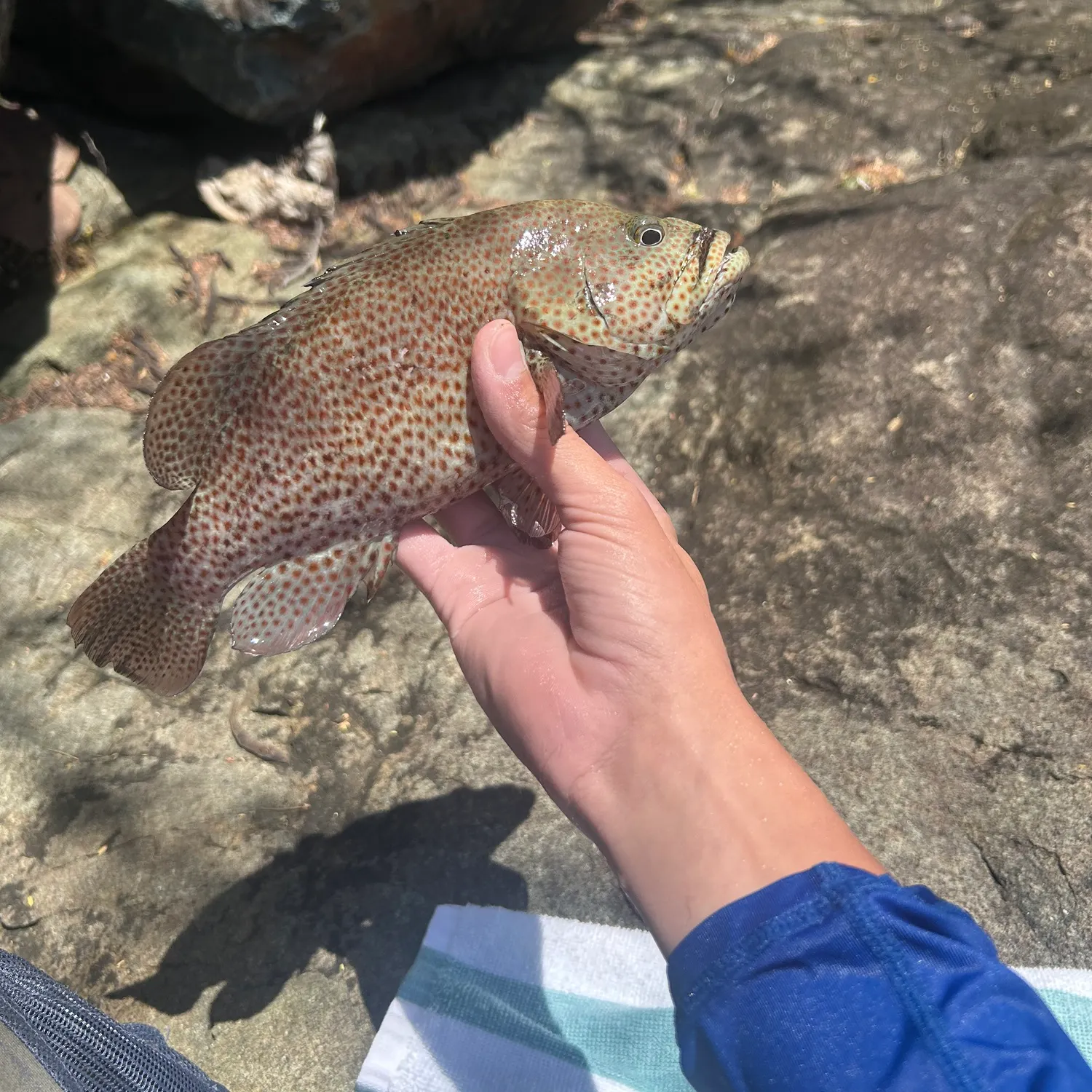 The most recent Graysby grouper catches on Fishbrain