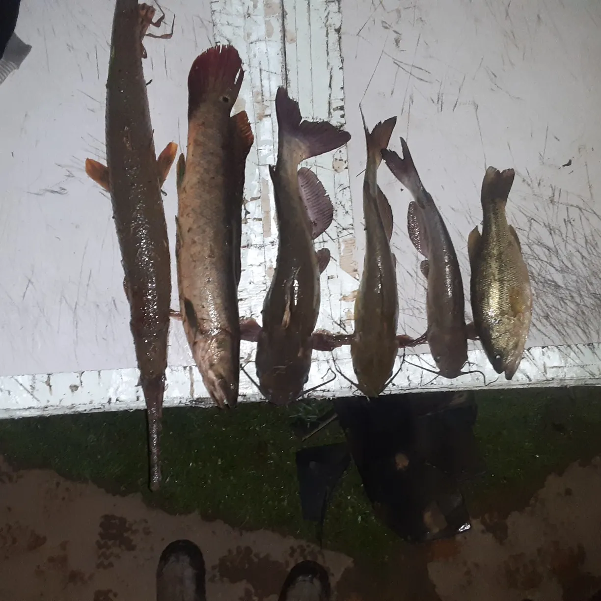 recently logged catches