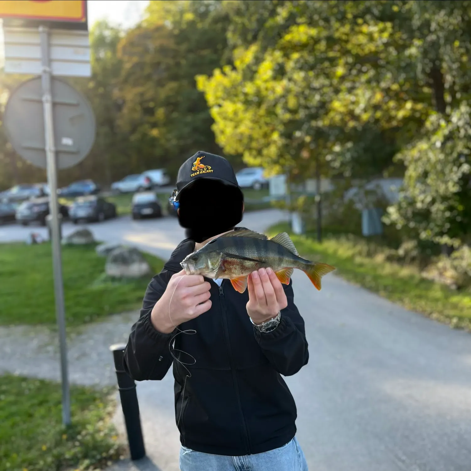 European perch caught on Fishbrain