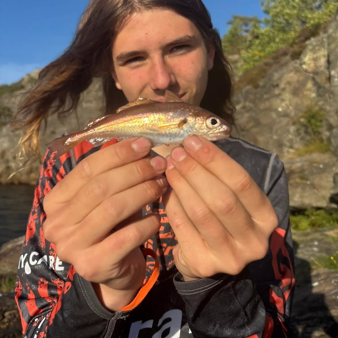 The most recent Poor cod catches on Fishbrain