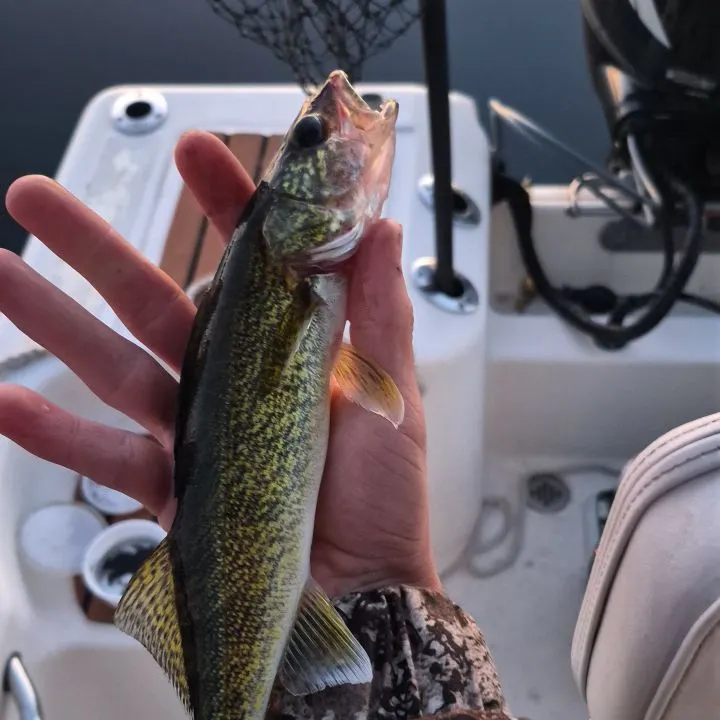 Walleye caught on Fishbrain