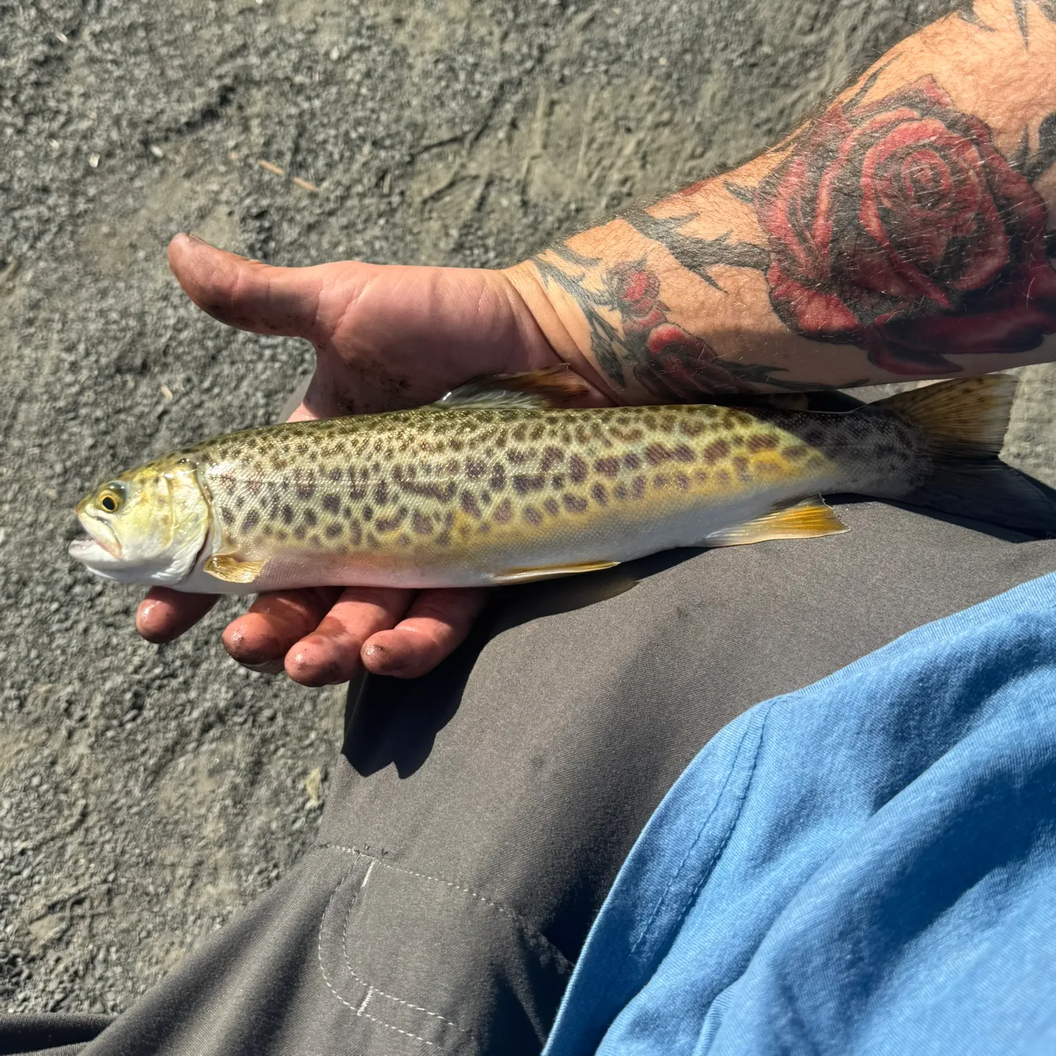 Tiger trout caught on Fishbrain