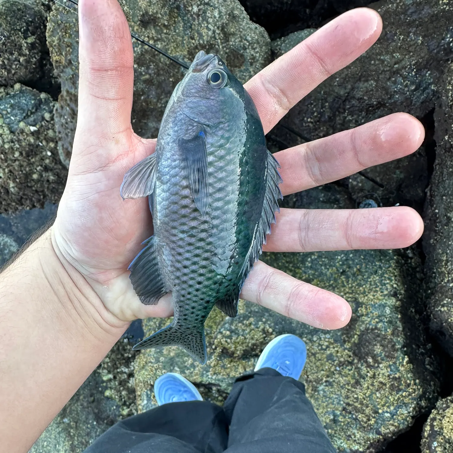 The most recent Blacksmith catches on Fishbrain