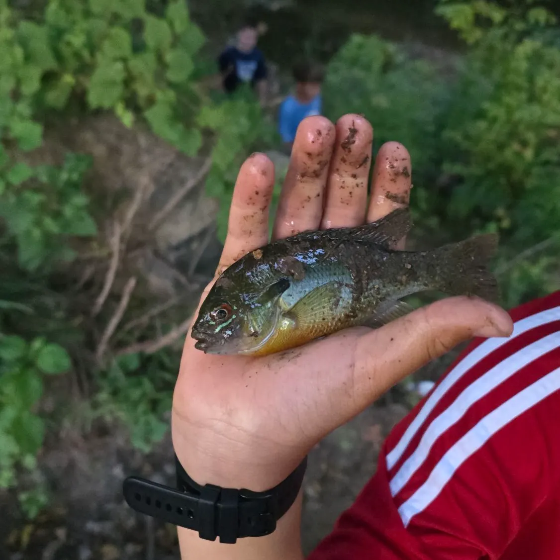 catch