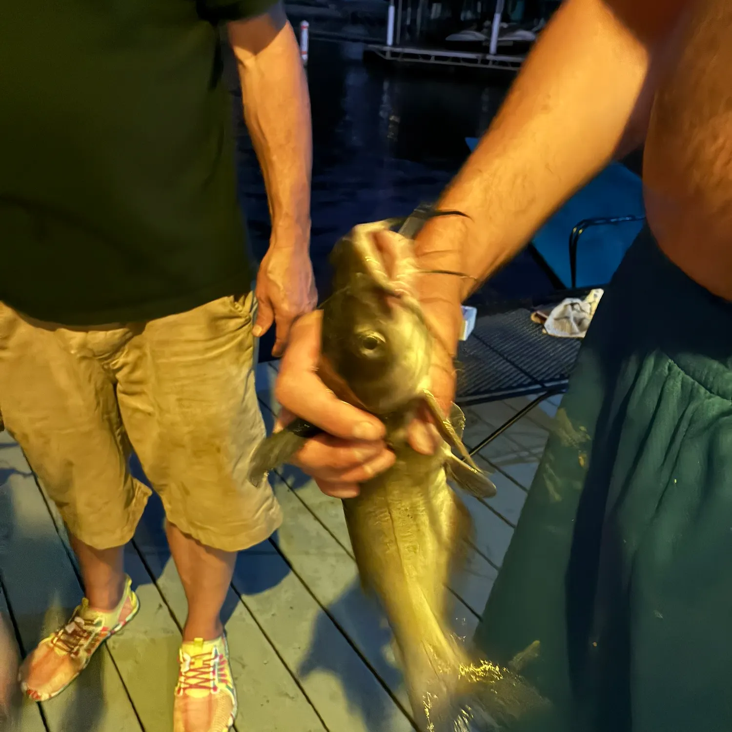 Channel catfish caught on Fishbrain