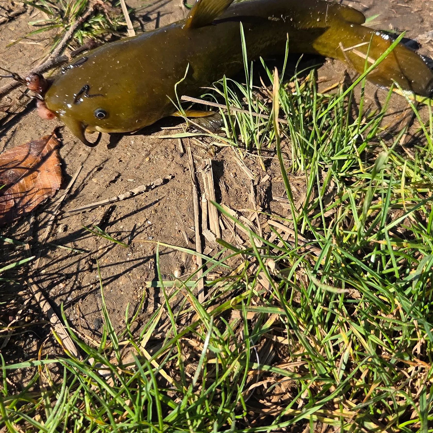 Yellow bullhead caught on Fishbrain
