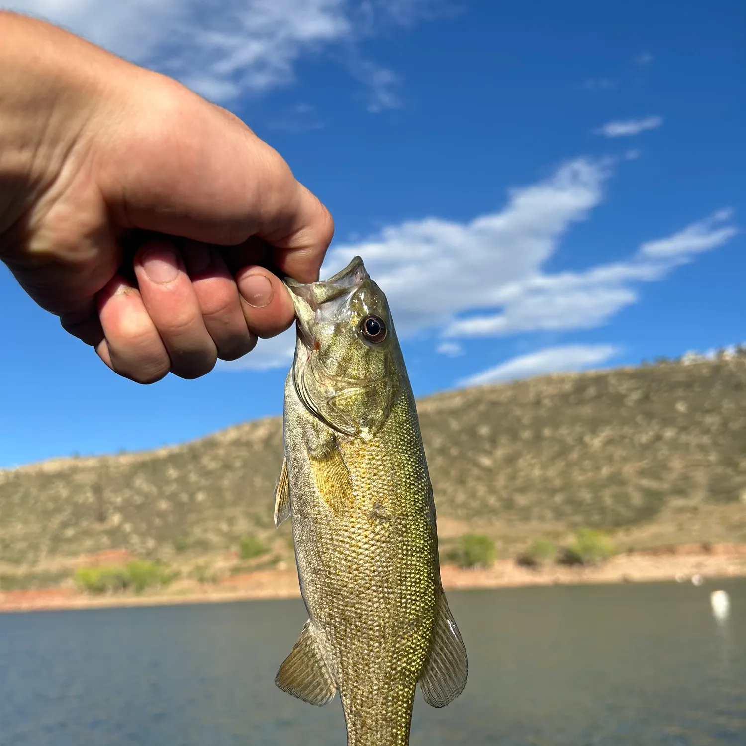 Smallmouth bass caught on Fishbrain