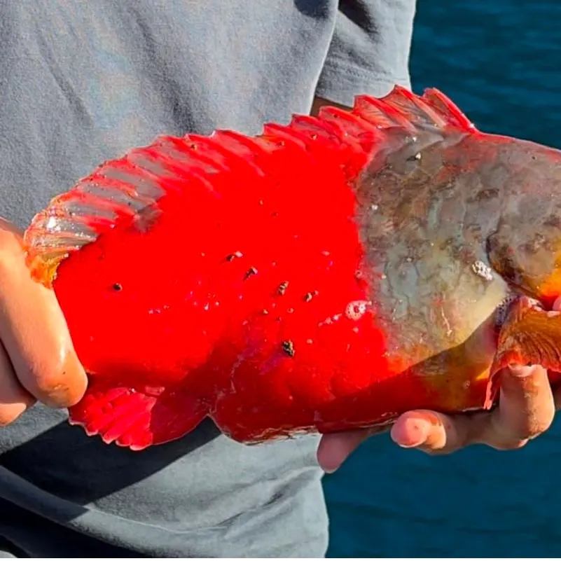The most recent Mediterranean parrotfish catches on Fishbrain