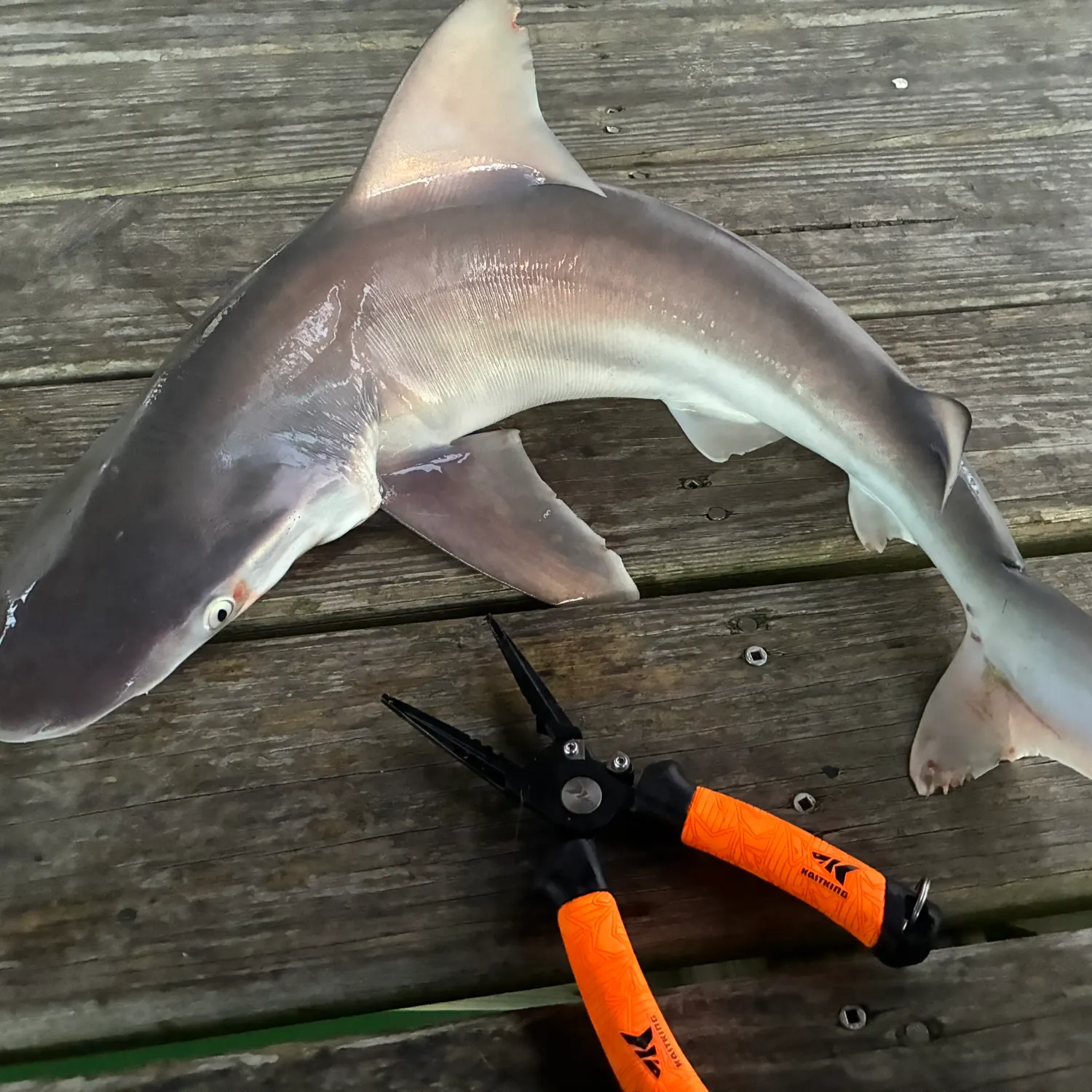 The most recent Sandbar shark catches on Fishbrain