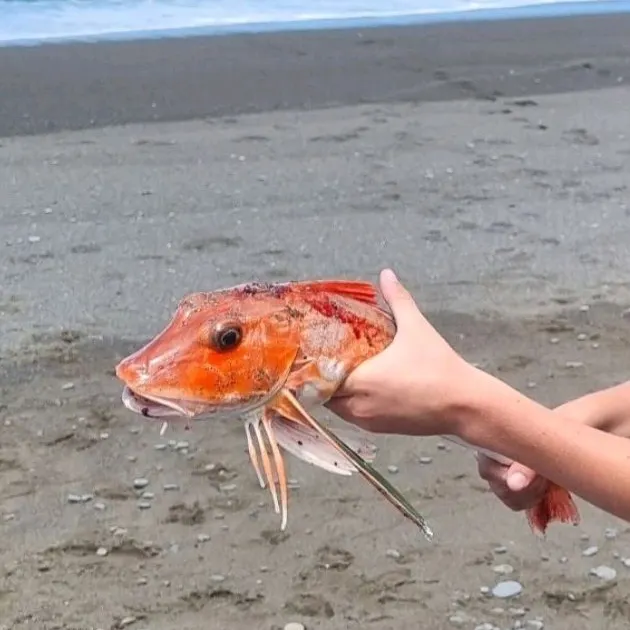 The most recent Red gurnard catches on Fishbrain