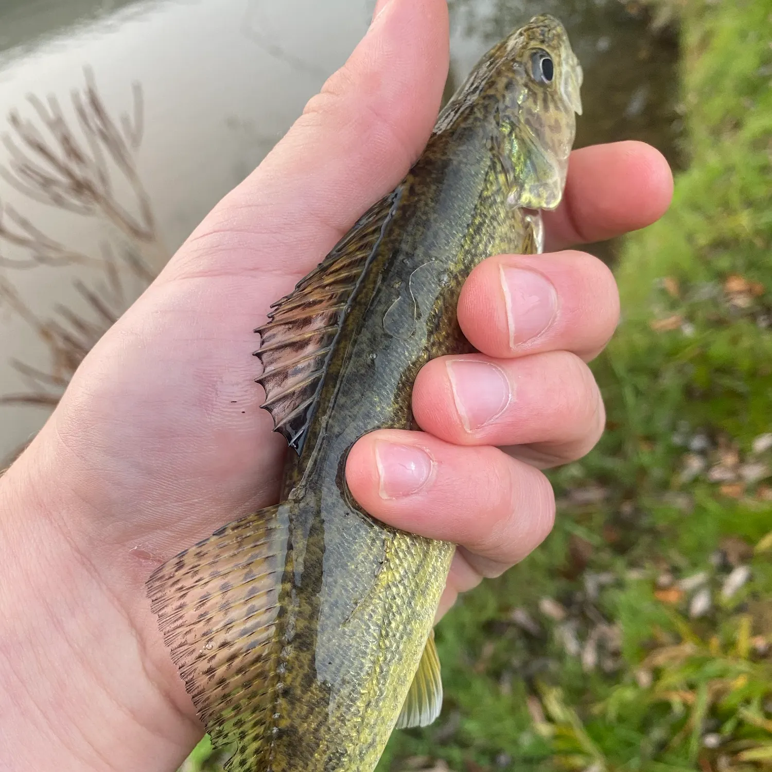 Walleye caught on Fishbrain