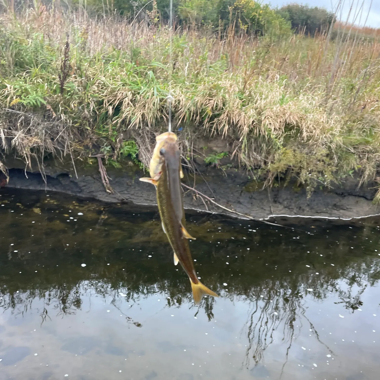 Creek chub caught on Fishbrain