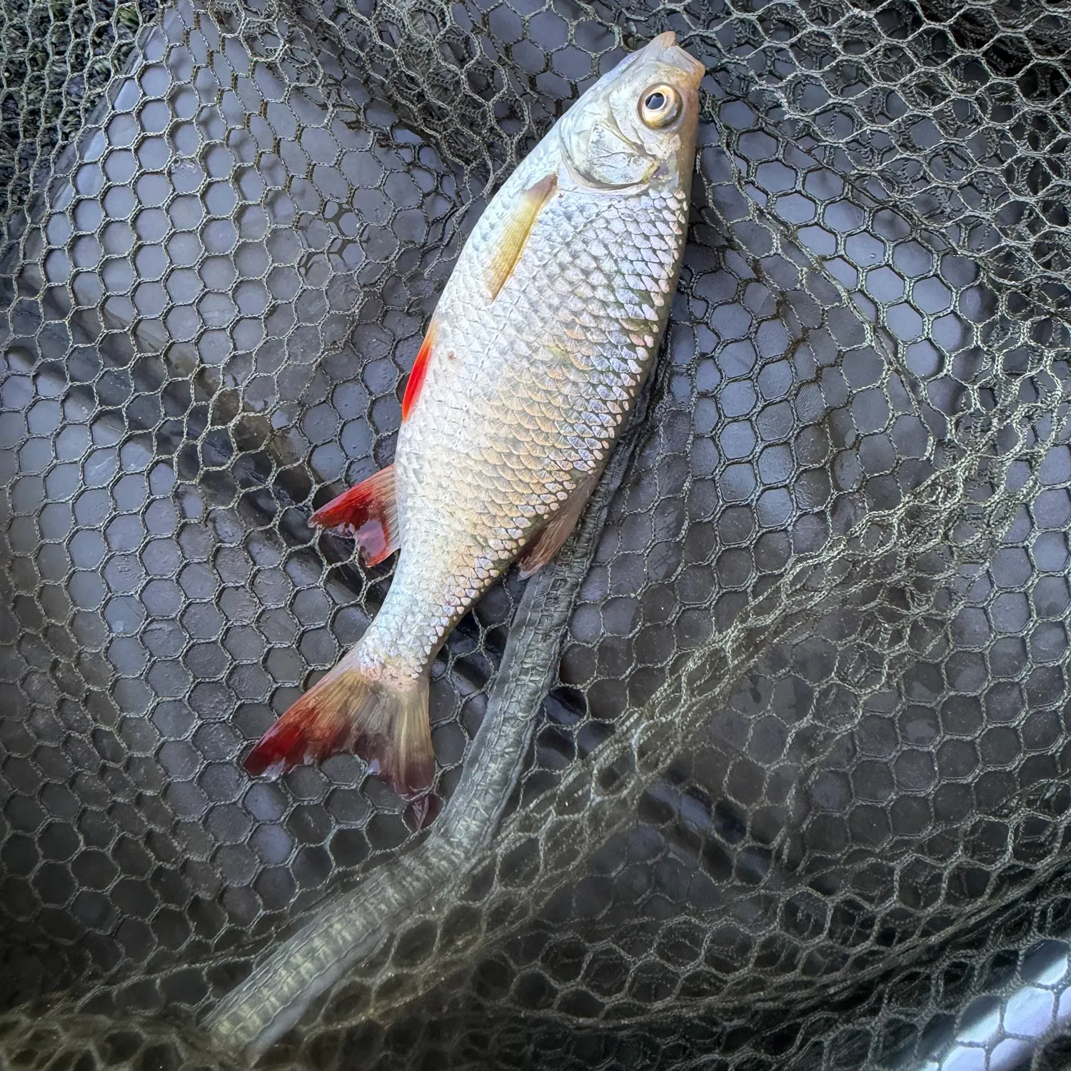 Common rudd caught on Fishbrain