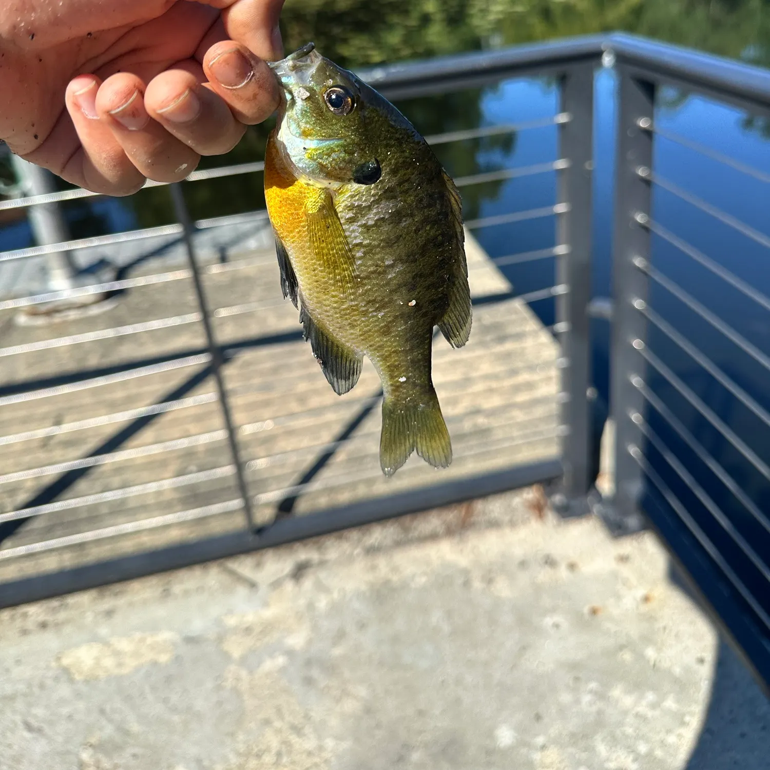 Bluegill caught on Fishbrain