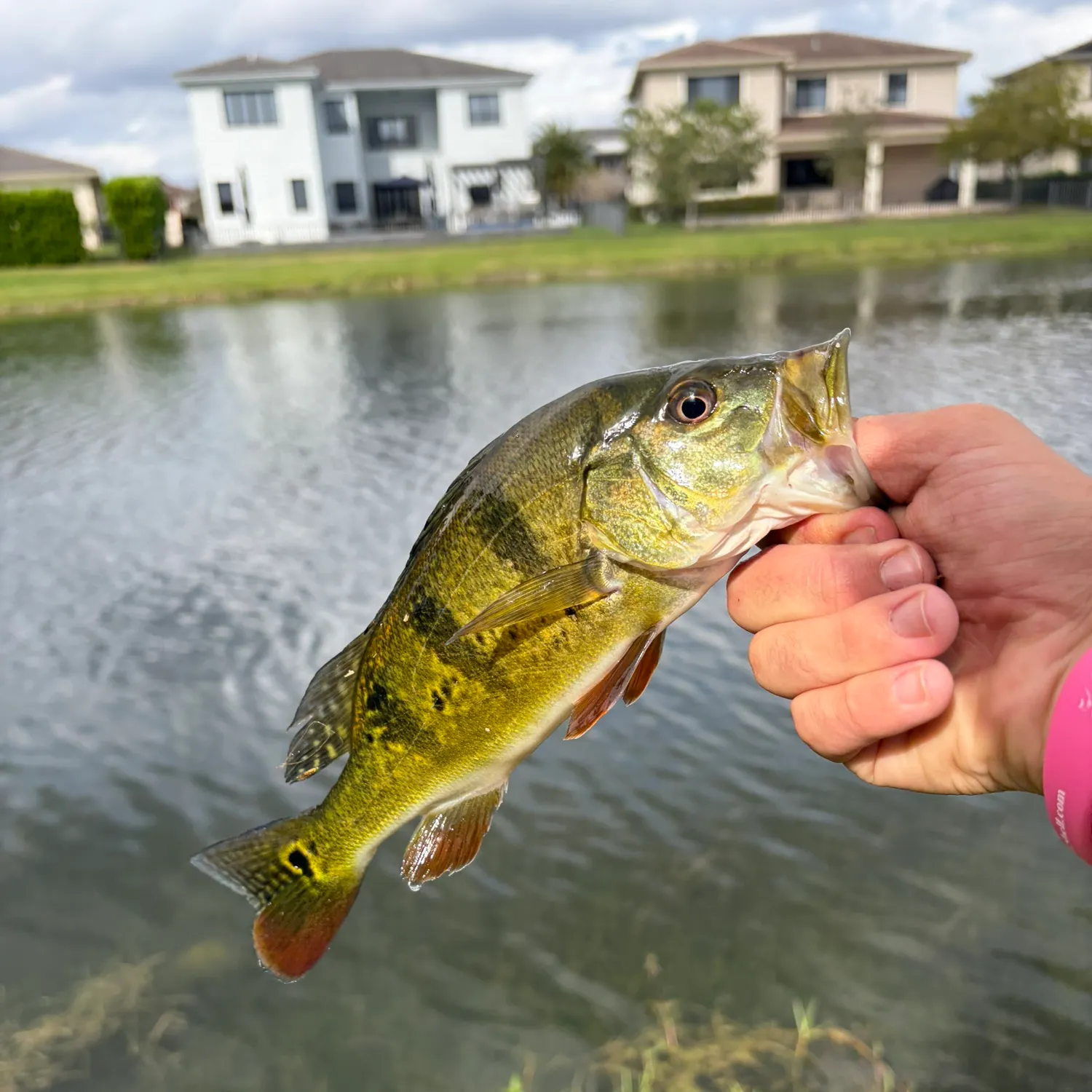 The most recent Butterfly peacock bass catches on Fishbrain