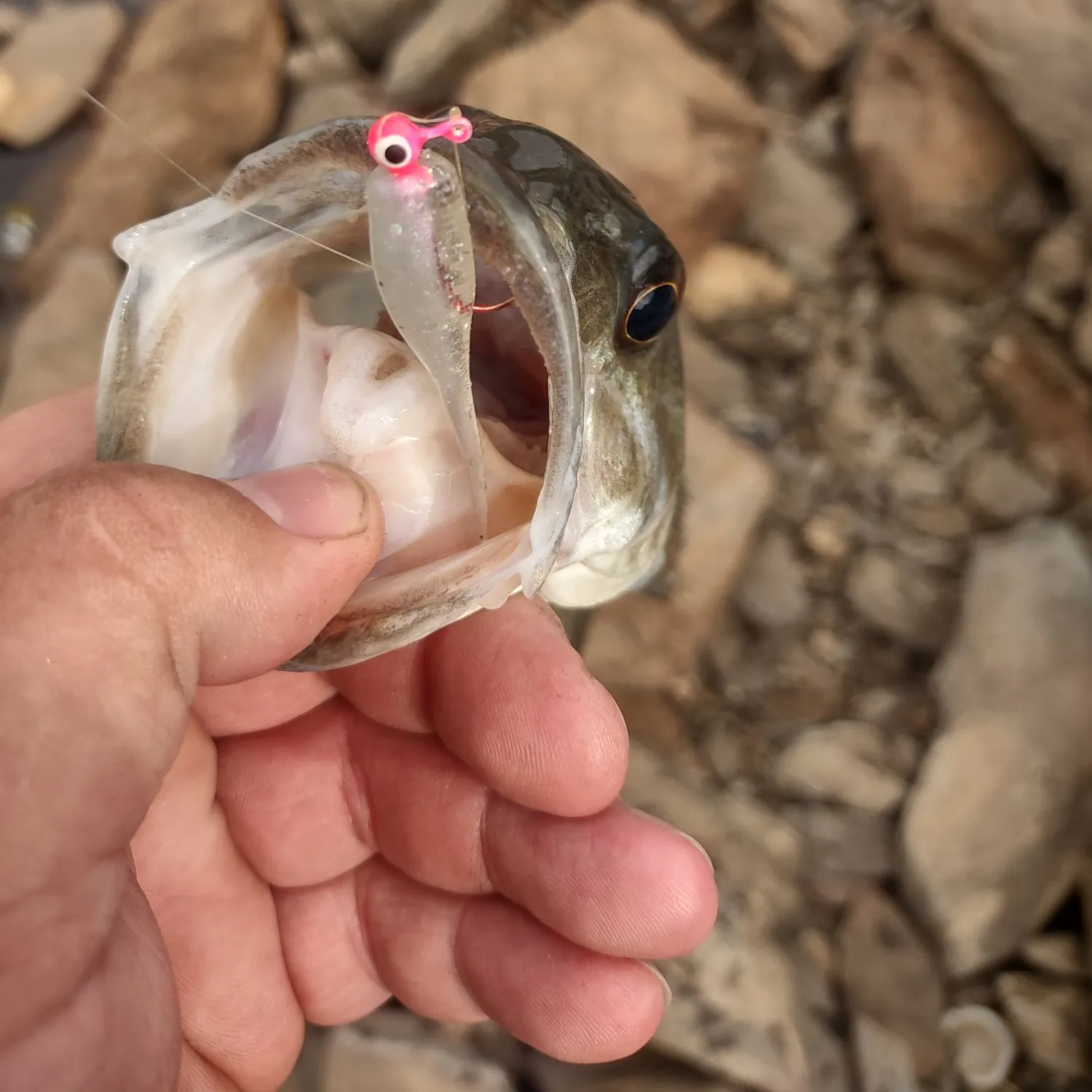 The most recent Spotted bass catches on Fishbrain