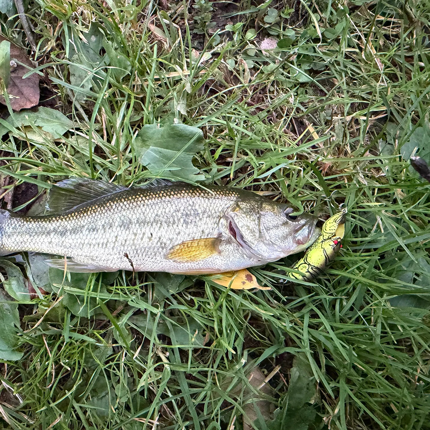 Largemouth bass caught on Fishbrain