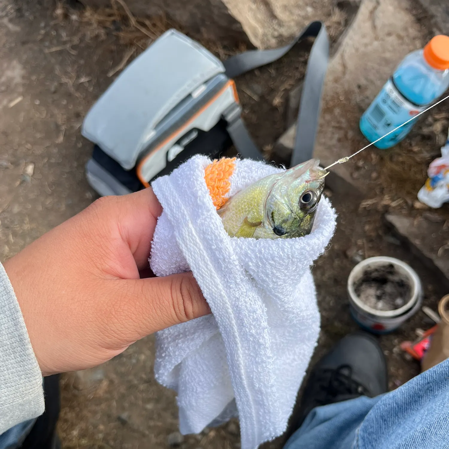 Bluegill caught on Fishbrain