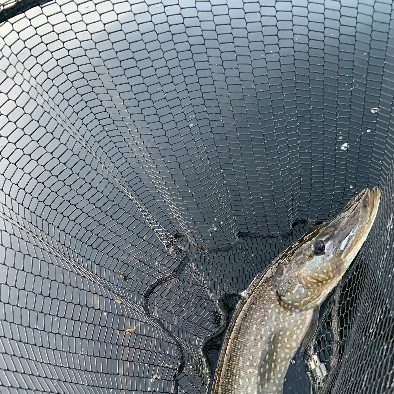 Northern pike caught on Fishbrain