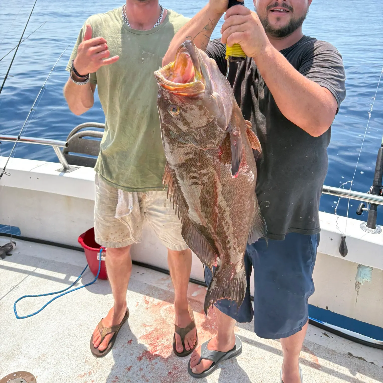 The most recent Red grouper catches on Fishbrain