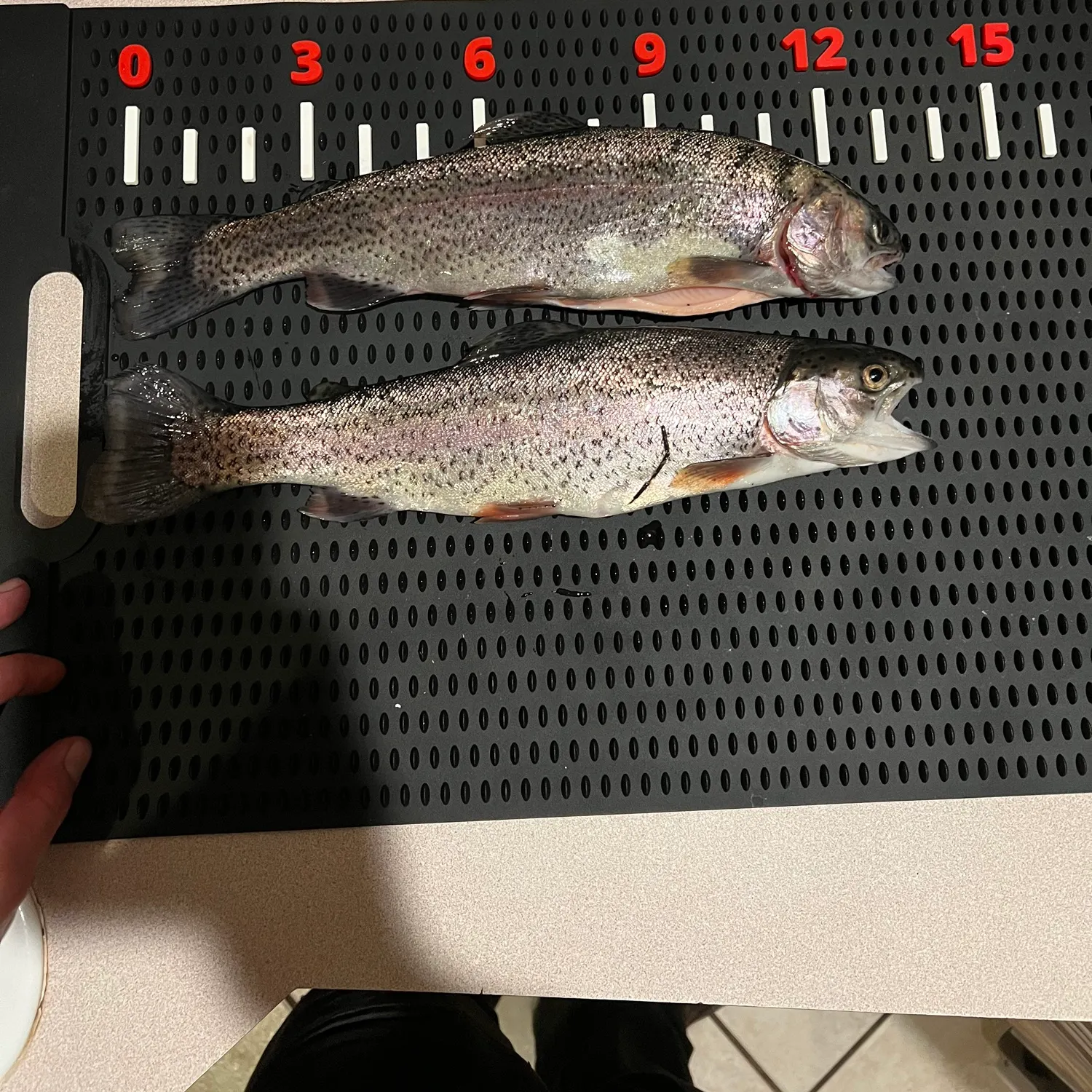 recently logged catches