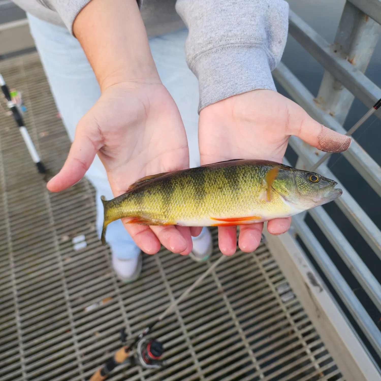 Yellow perch caught on Fishbrain