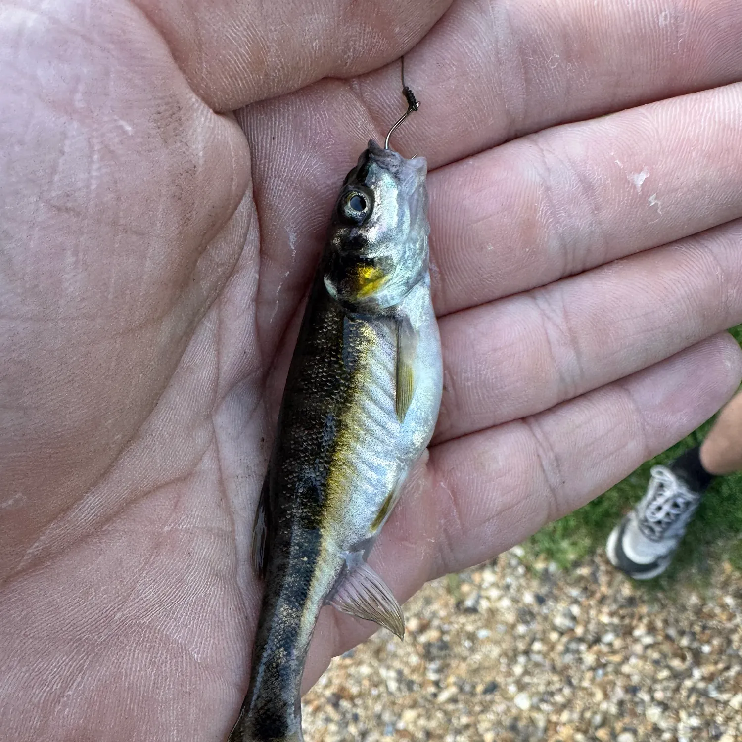 The most recent Eurasian minnow catches on Fishbrain