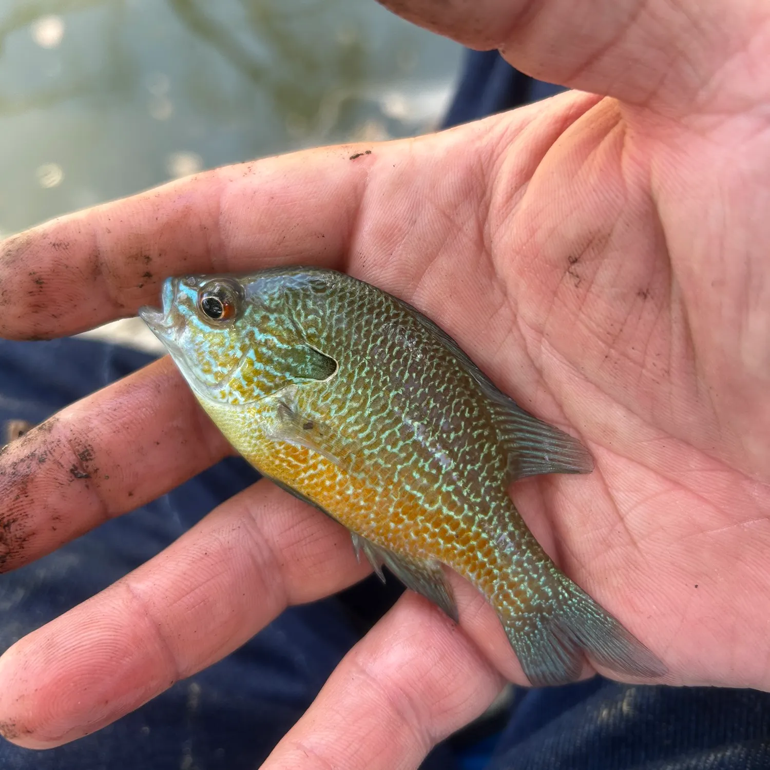 Longear sunfish caught on Fishbrain