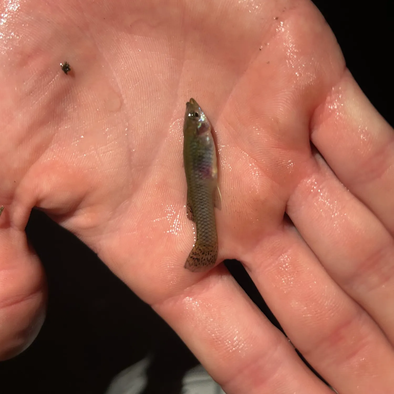 The most recent Mexican molly catches on Fishbrain