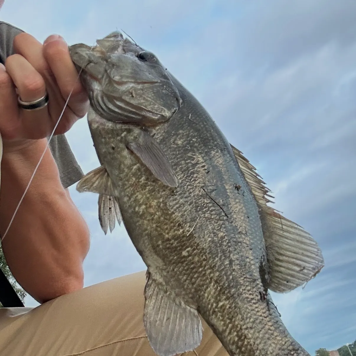 Smallmouth bass caught on Fishbrain