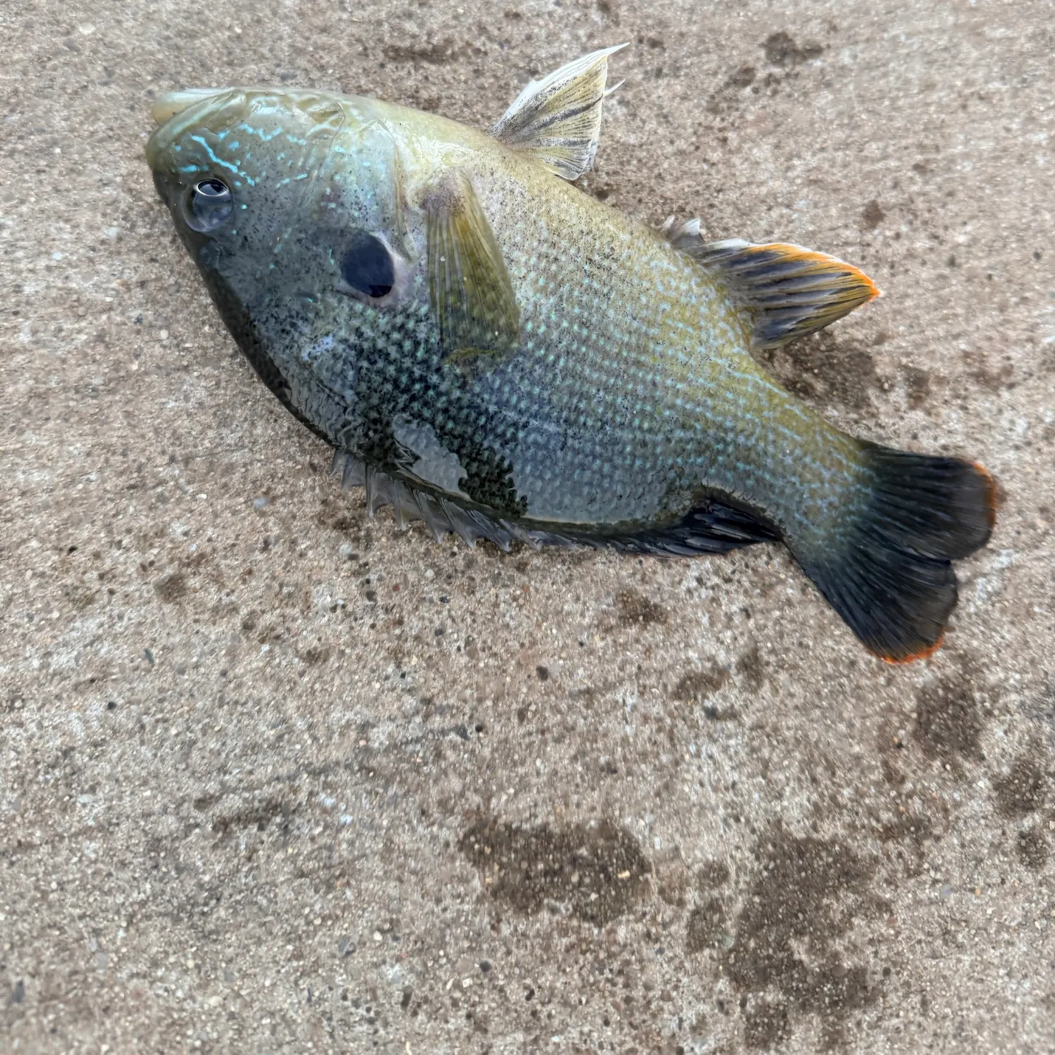 Green sunfish caught on Fishbrain