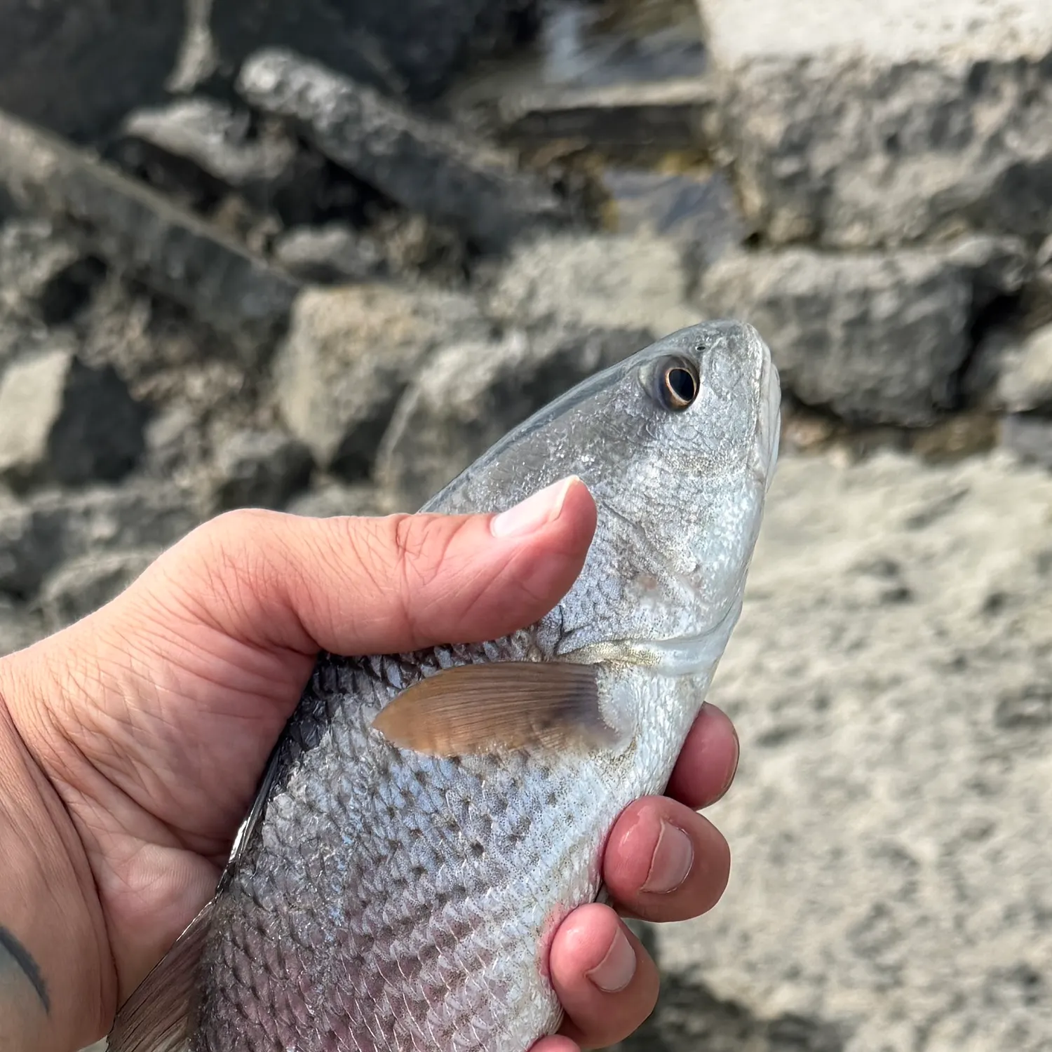 catch