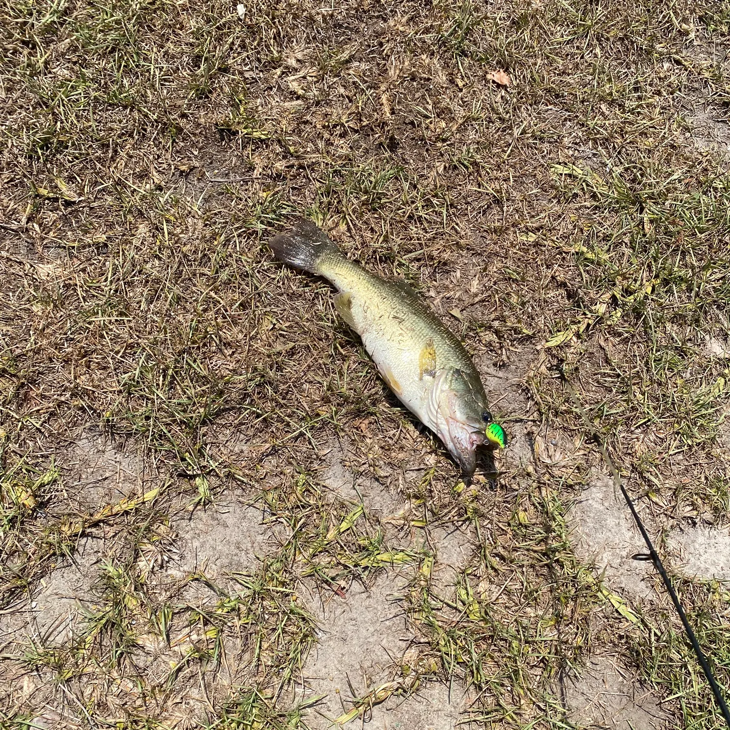 The most recent F1 bass catches on Fishbrain