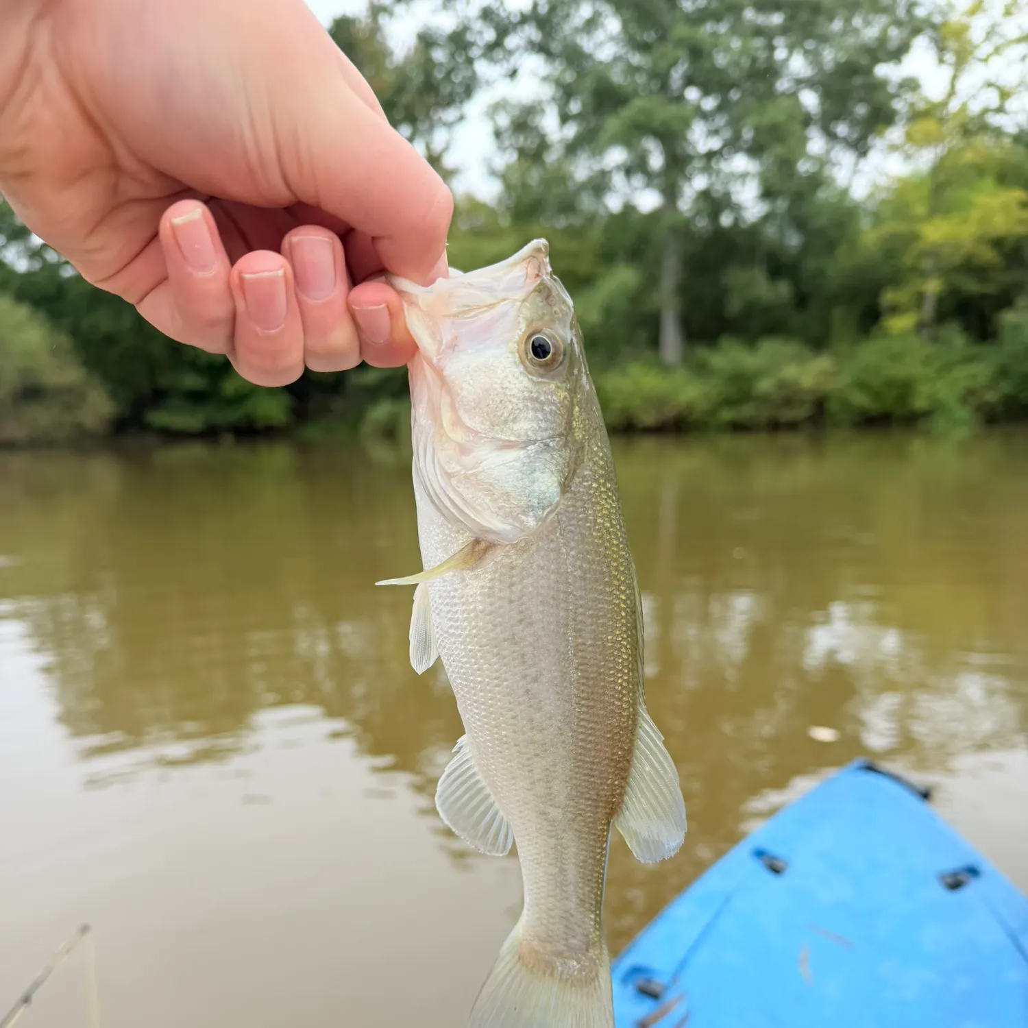 Spotted bass caught on Fishbrain