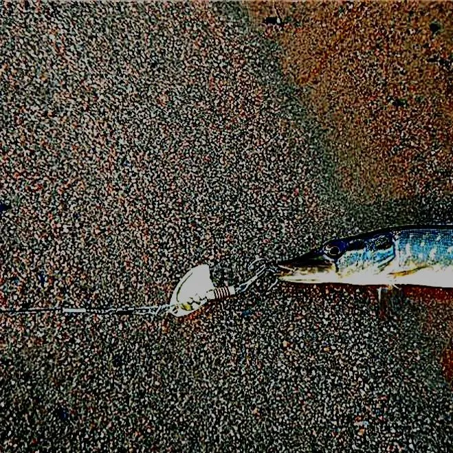 Northern pike caught on Fishbrain