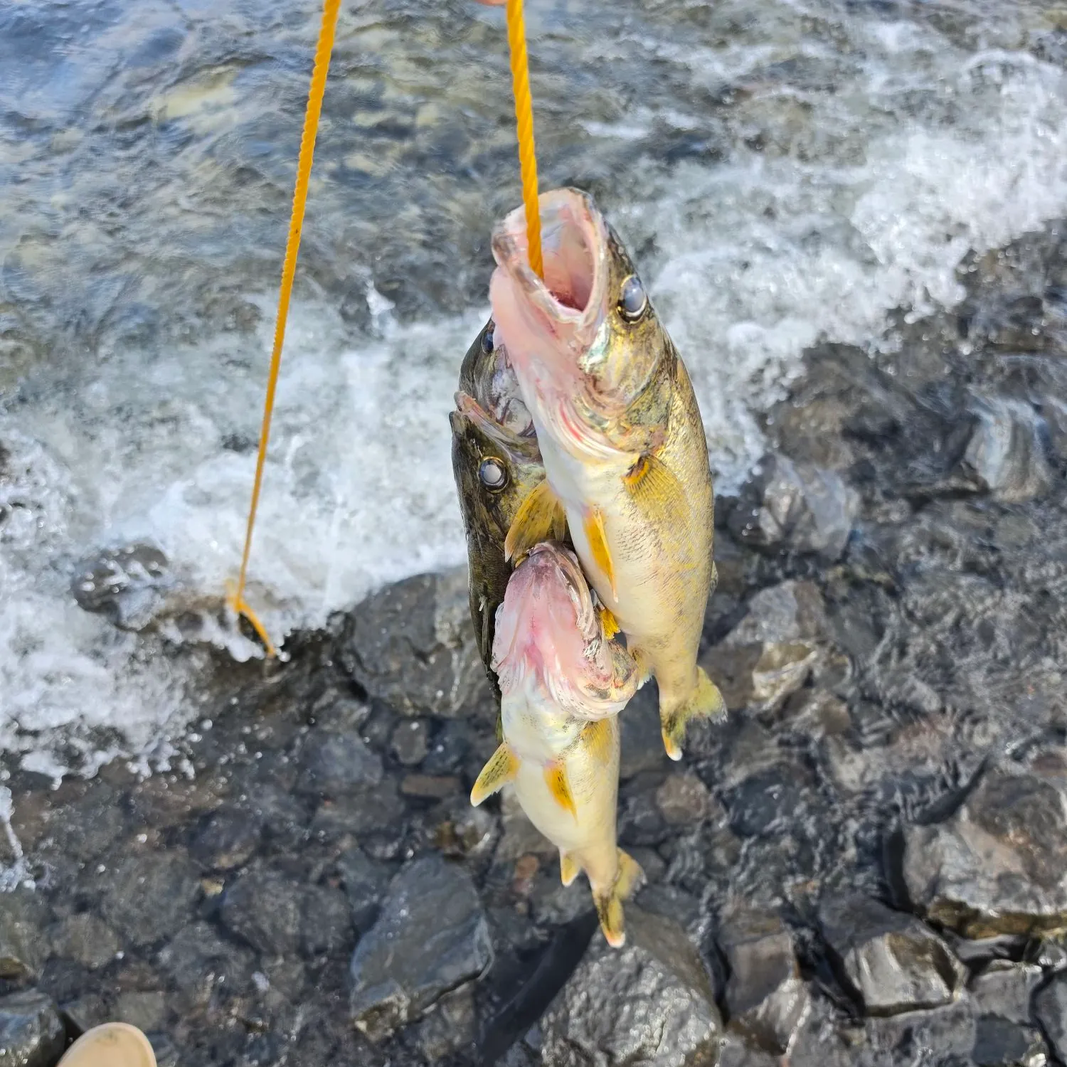 Walleye caught on Fishbrain