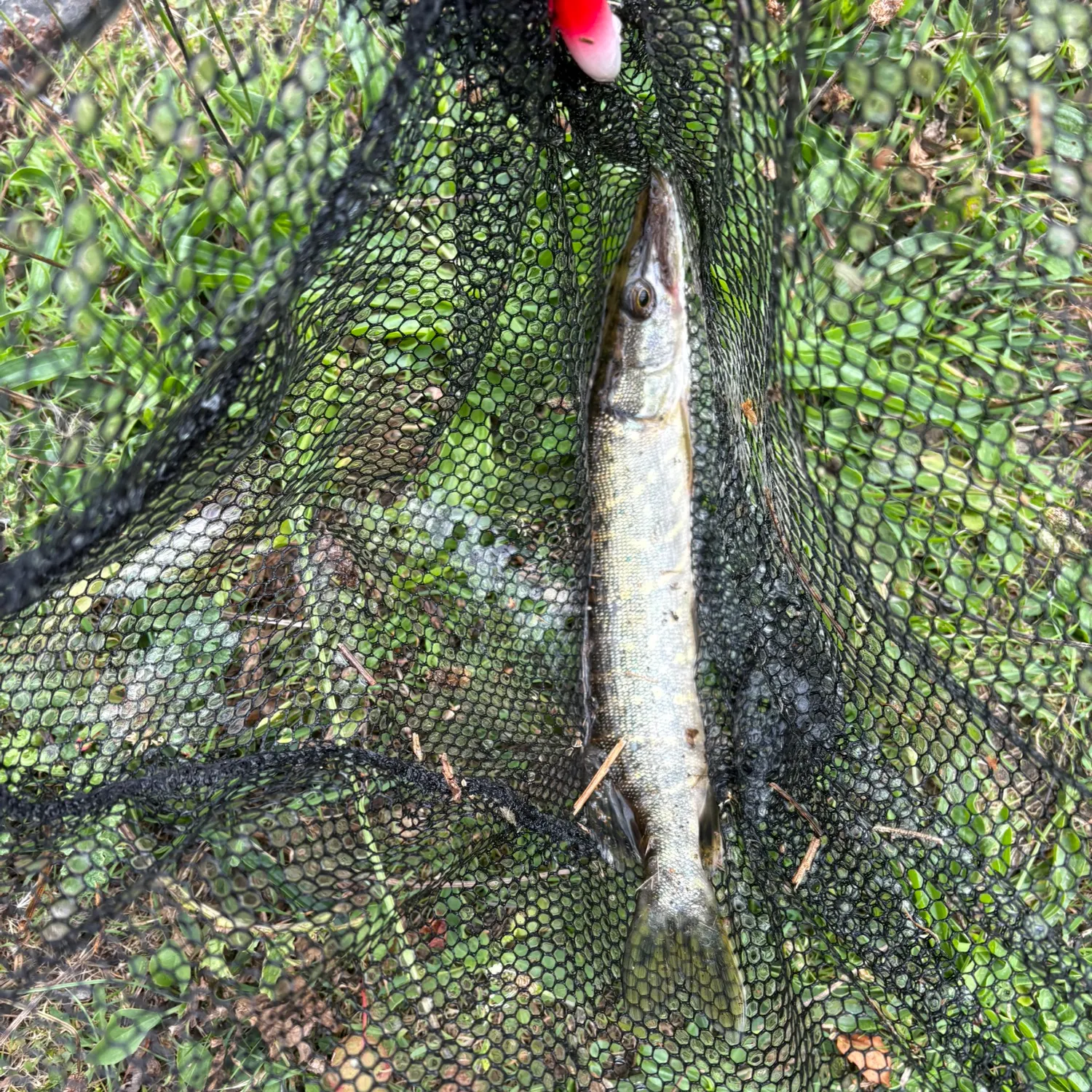 Northern pike caught on Fishbrain
