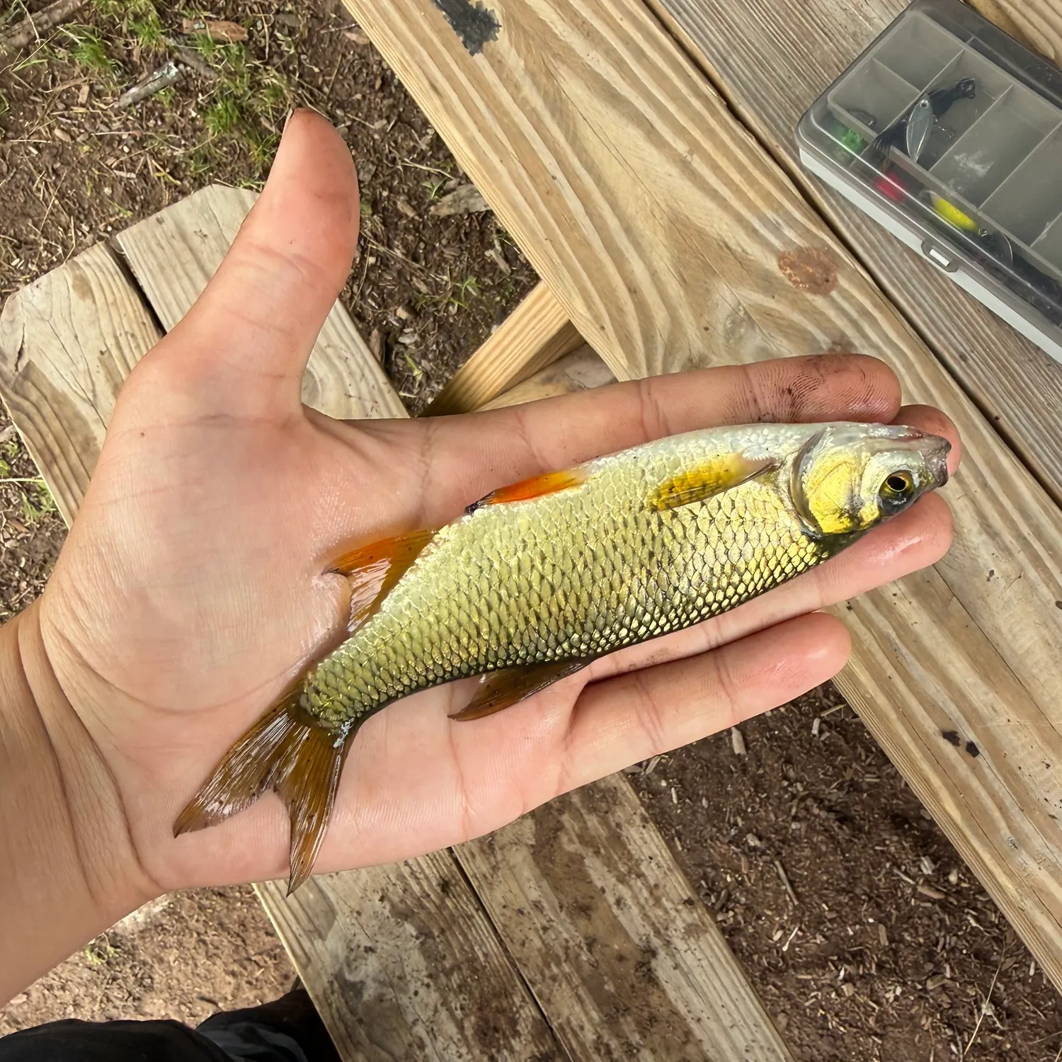 Golden shiner caught on Fishbrain