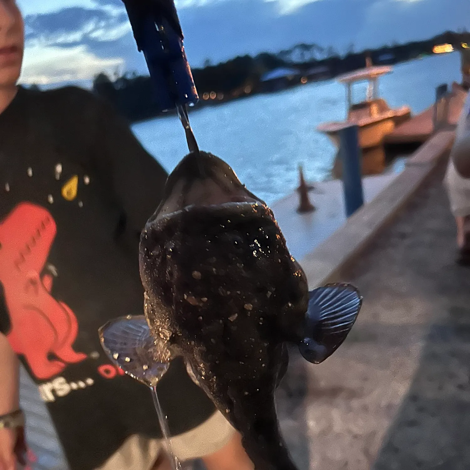 The most recent European angler catches on Fishbrain