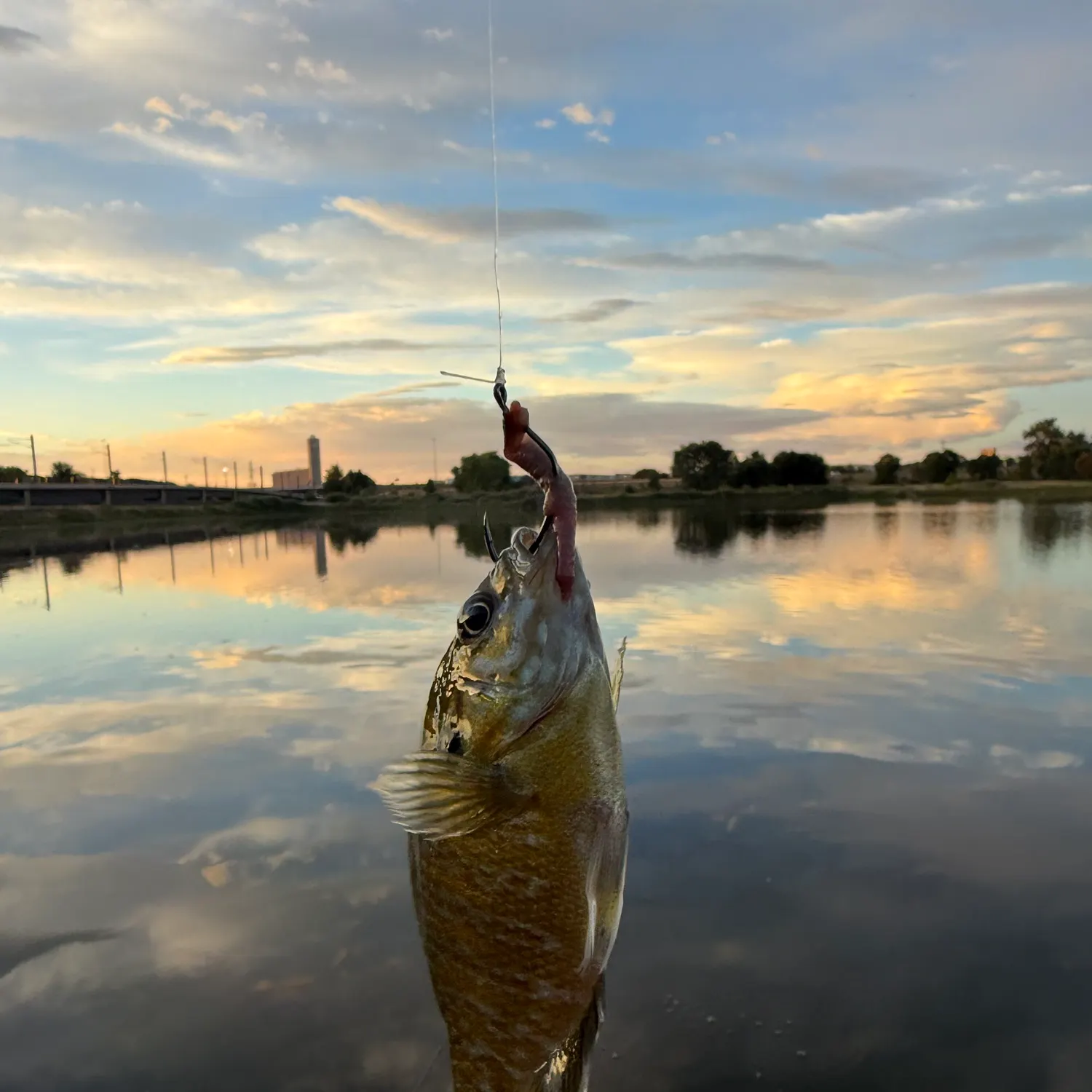 Greengill hybrid caught on Fishbrain