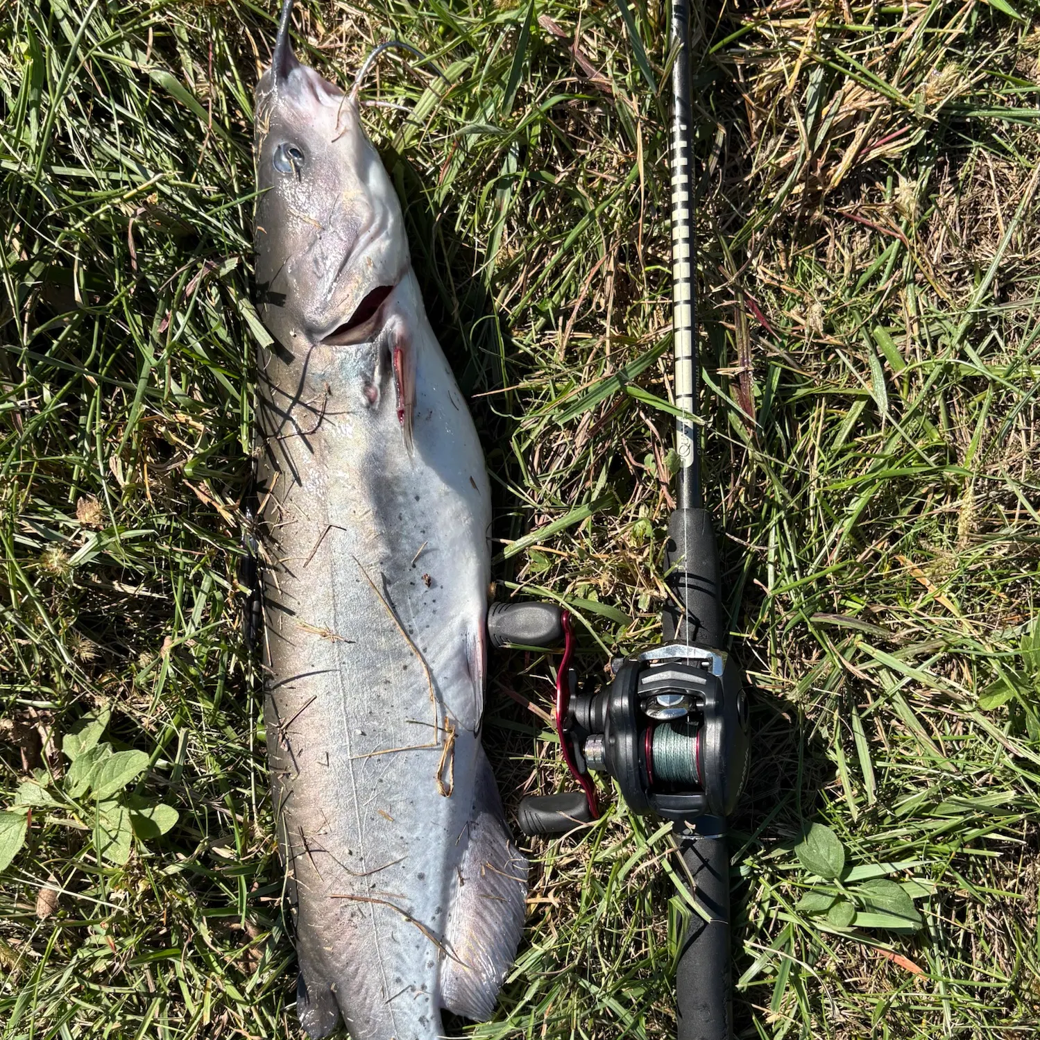 Channel catfish caught on Fishbrain