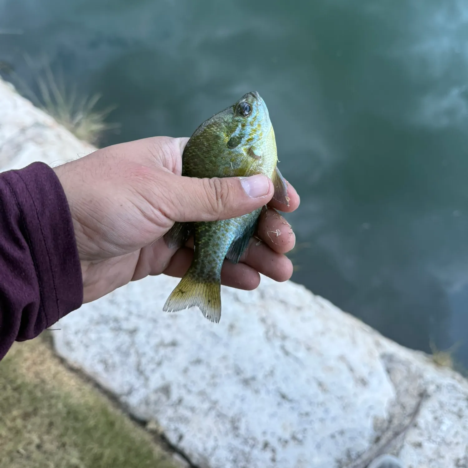 Bluegill caught on Fishbrain