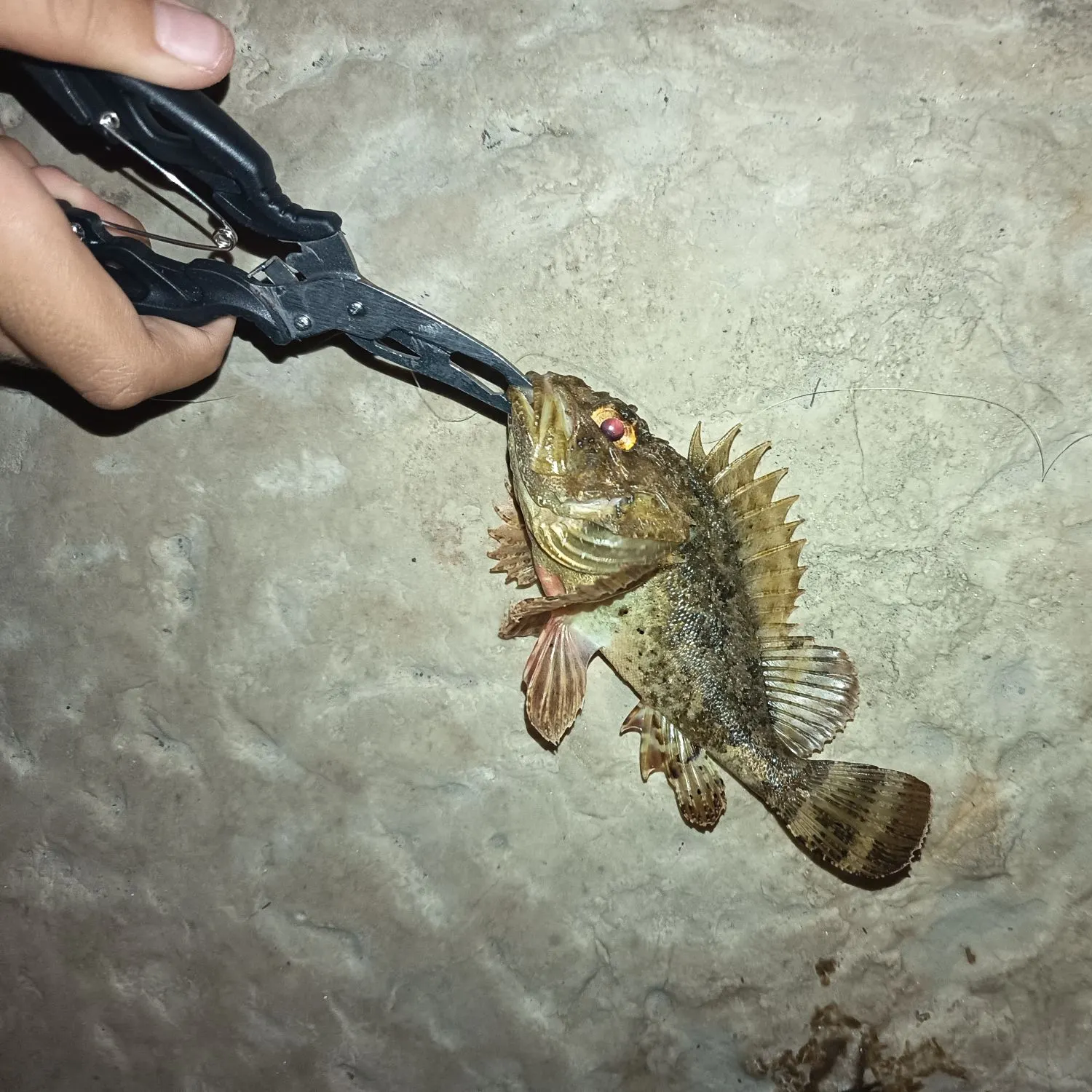 The most recent Black scorpionfish catches on Fishbrain