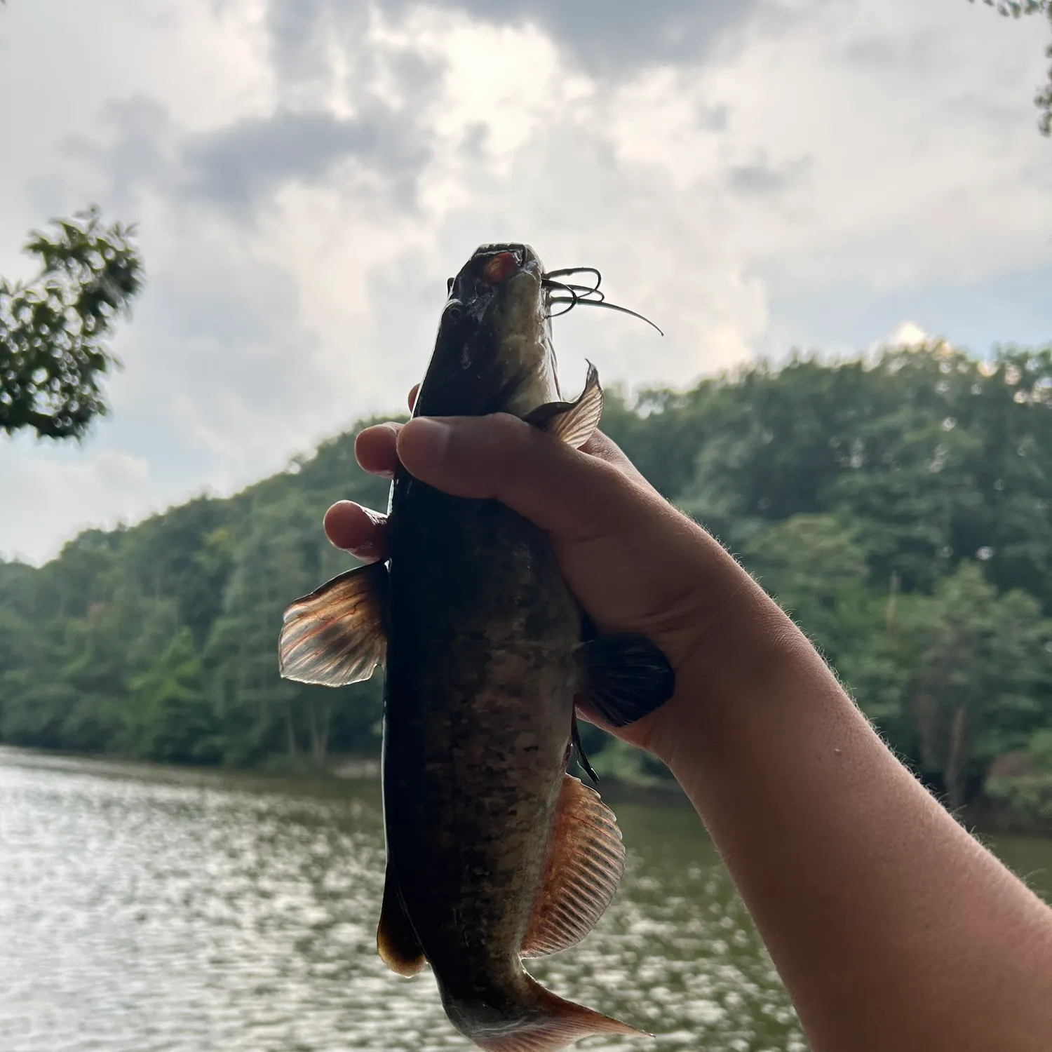 Brown bullhead caught on Fishbrain