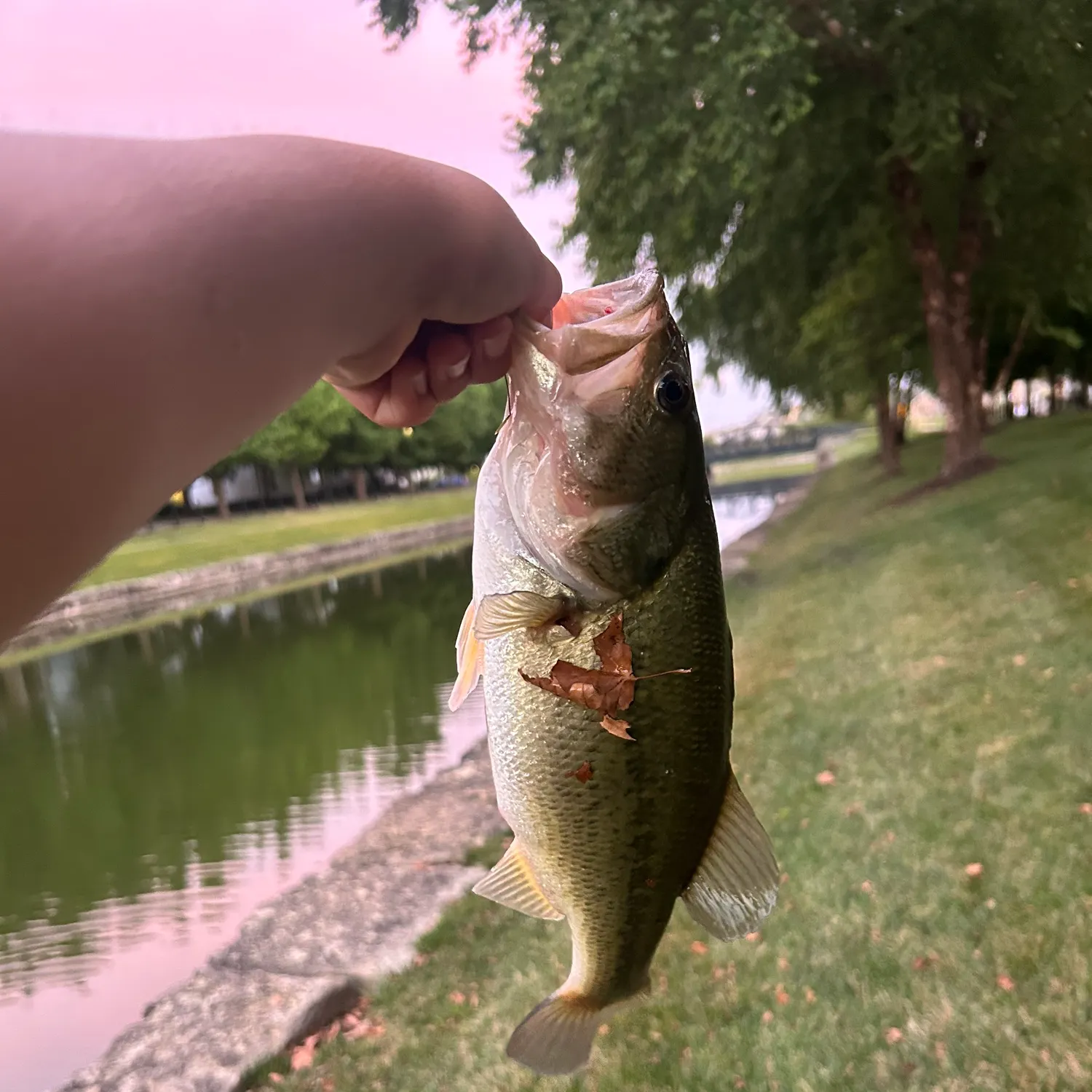 catch