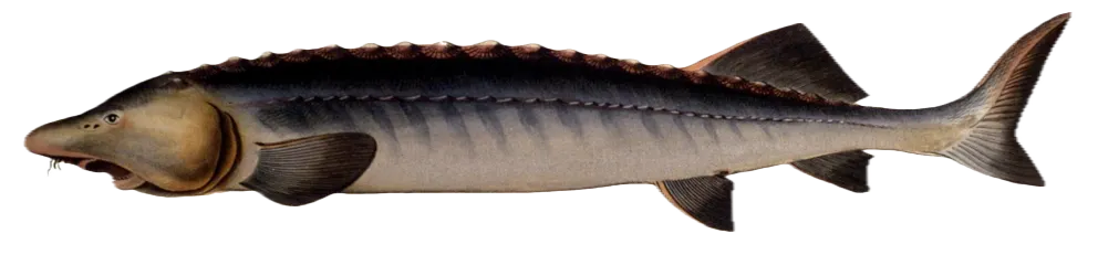 Beluga sturgeon