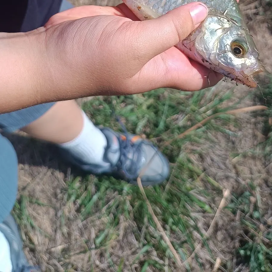 Common roach caught on Fishbrain