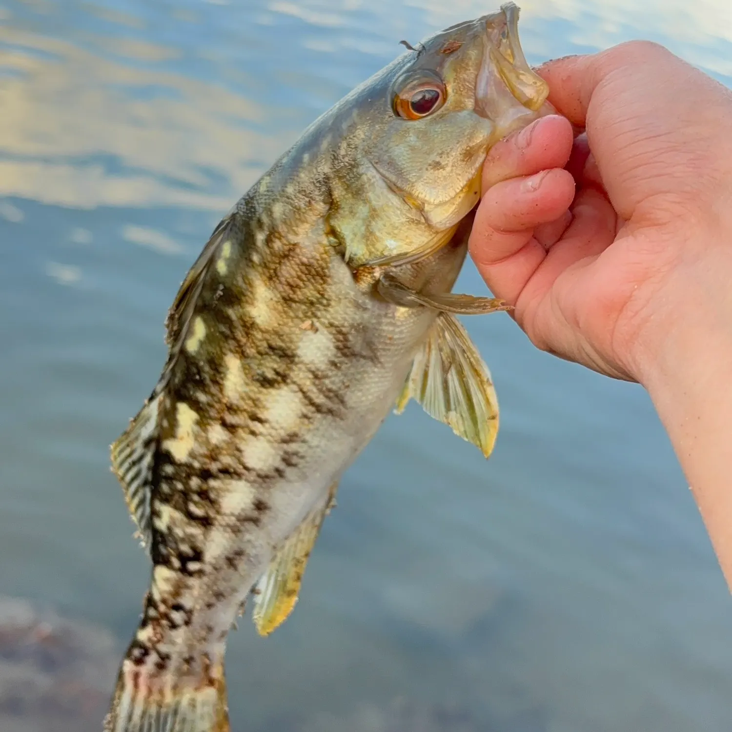 The most recent Kelp bass catches on Fishbrain