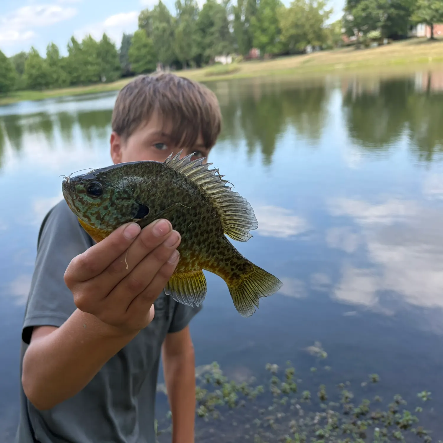 Pumpkinseed caught on Fishbrain