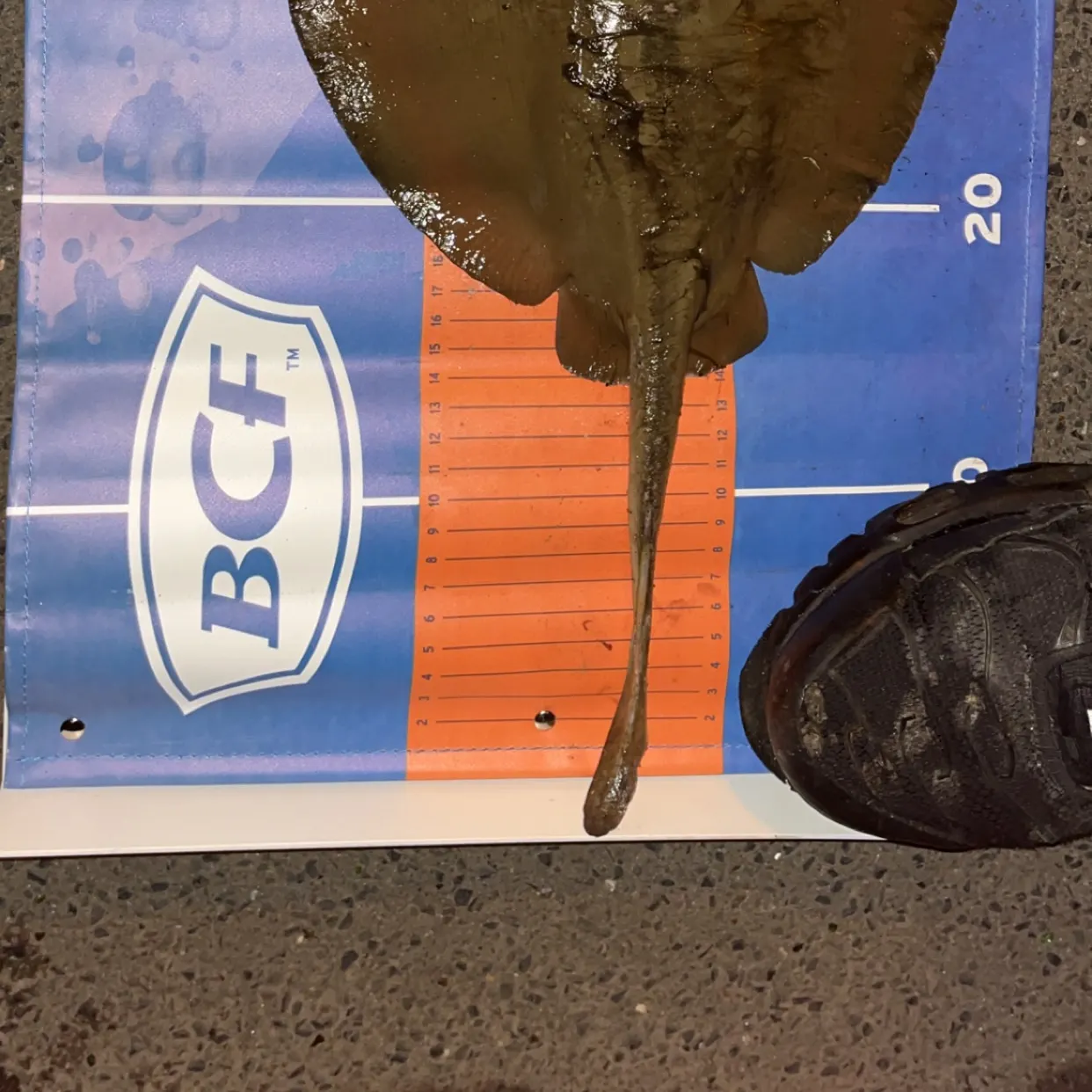 The most recent Short-tail stingray catches on Fishbrain